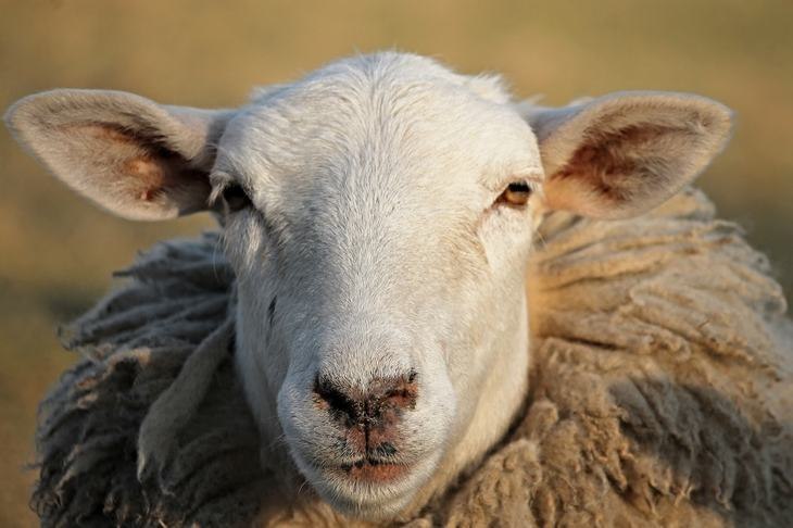 Индия закупает овечью шерсть в Башкортостане