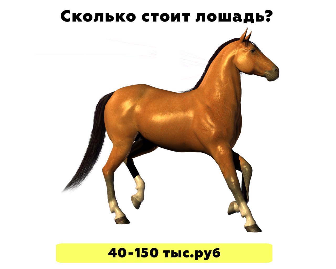 Сколько лошадке лет
