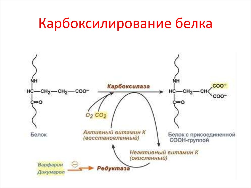 Синтез витамина к где. Гамма-карбоксилирования белковых факторов свертывания крови. Гамма карбоксилирование белков это биохимия. GLA-белки содержат аминокислотные остатки:. Карбоксилирование глутаминовой кислоты реакция.