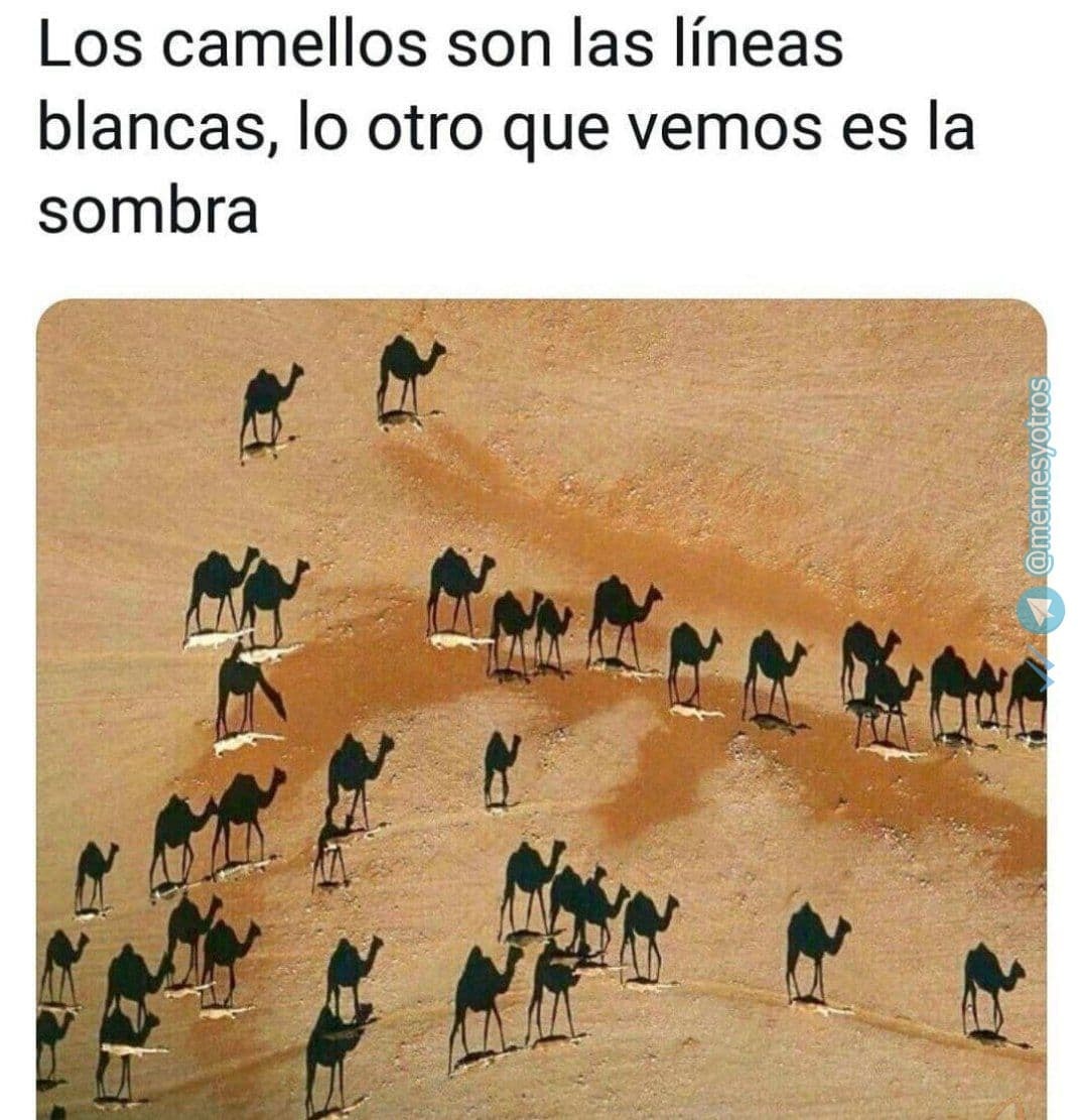 La sombra de los camellos