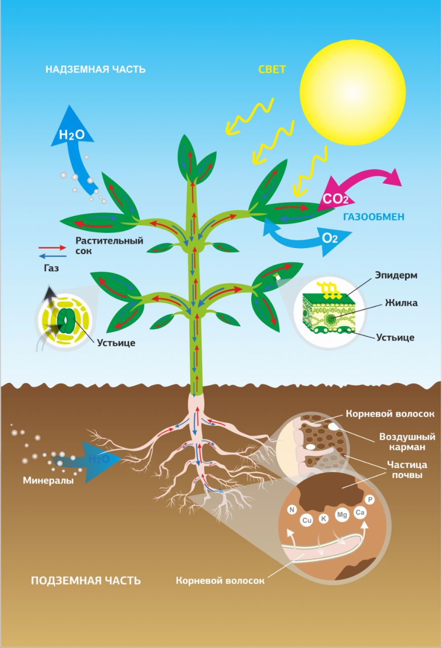 Схема питания растений