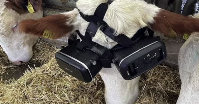 Турецкий фермер купил коровам VR-очки