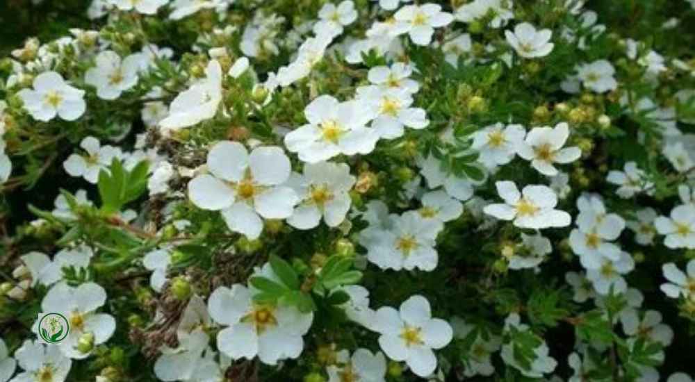 Лапчатка кустарниковая Potentilla fruticosa крем брюле. Курильский чай белый. Лапчатка Тилфорд Крим.