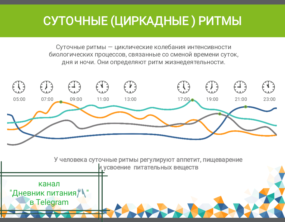 Что такое циркадные ритмы