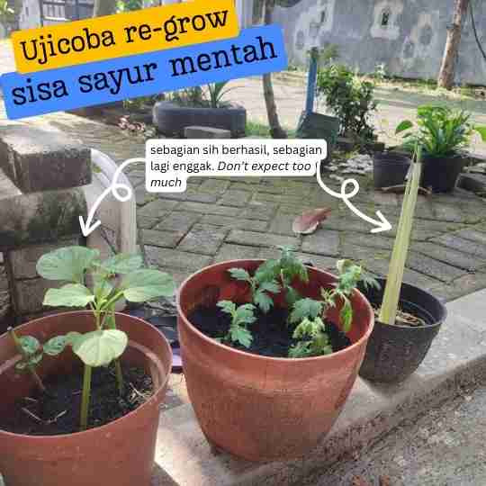 Ujicoba Me-regrow sayuran mentah
