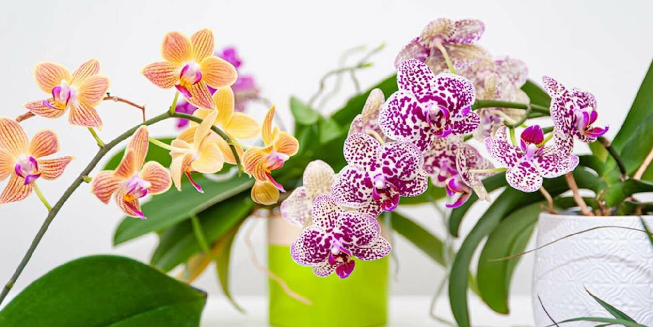 Így használja a gyömbért, hogy természetes műtrágyát hozzon létre orchideái számára, és egészségesen növekedjen