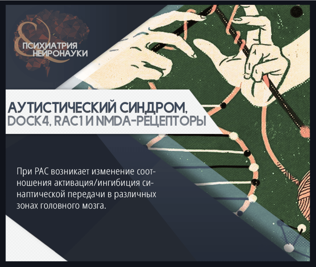 Аутистический синдром, DOCK4, Rac1 и NMDA-рецепторы – Telegraph