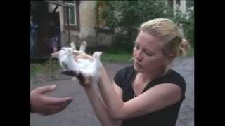 В Хабаровске узбек изнасиловал котёнка