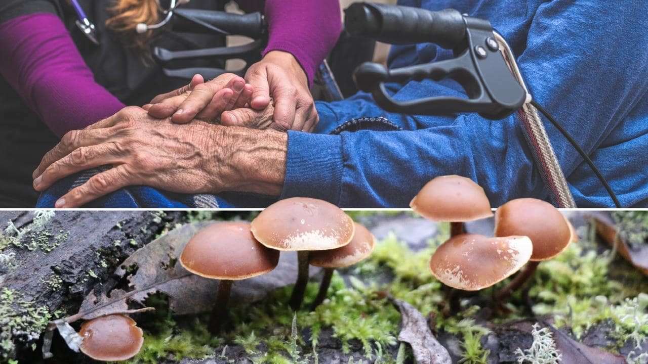 Вещество в грибах. Химический гриб. Грибы в химии. Mushroom терапия. The Psilocybin Mushroom Bible.