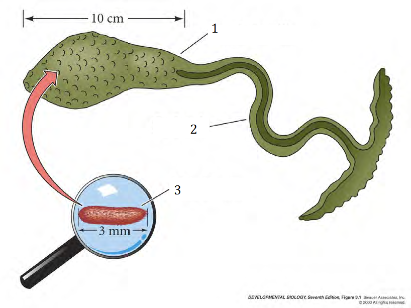 Тело червей разделено на. Червь бонеллия. Морской червь бонеллия зеленая. Морской кольчатый червь бонеллия. Бонеллия виридис.