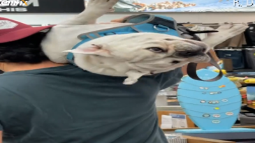 Un bulldog al revés