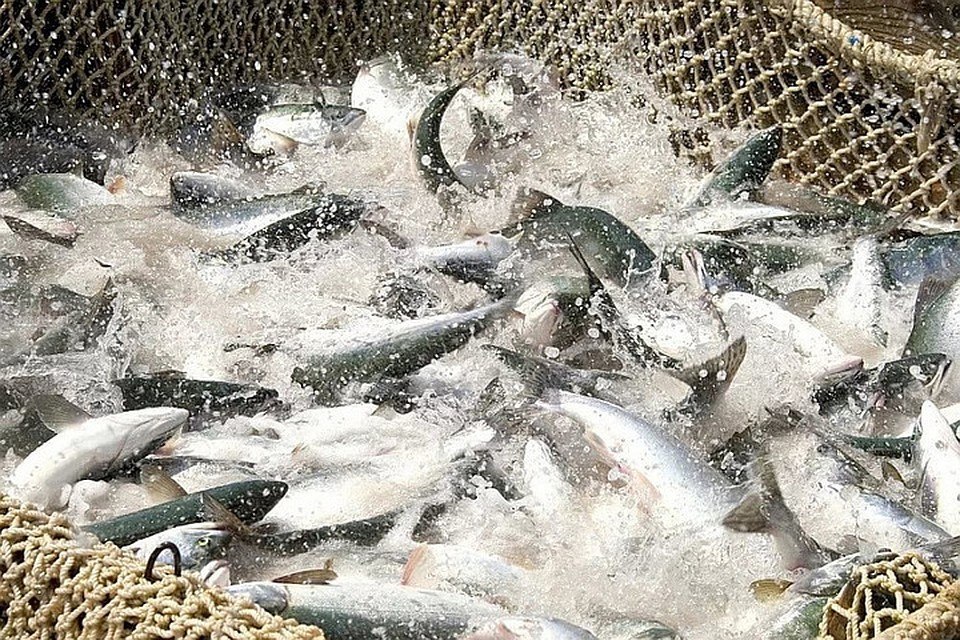 Росрыболовство снизило планируемый уровень потребления рыбы на душу населения