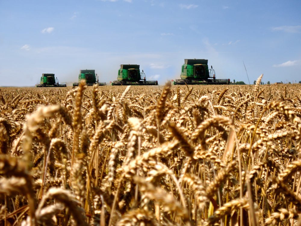 Урожайность зерновых и технических культур на Кубани выросла в полтора раза