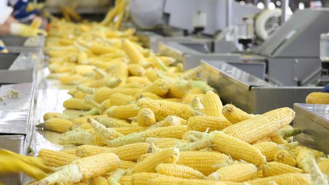 В Волгограде в 2020 году запустят завод по переработке кукурузы