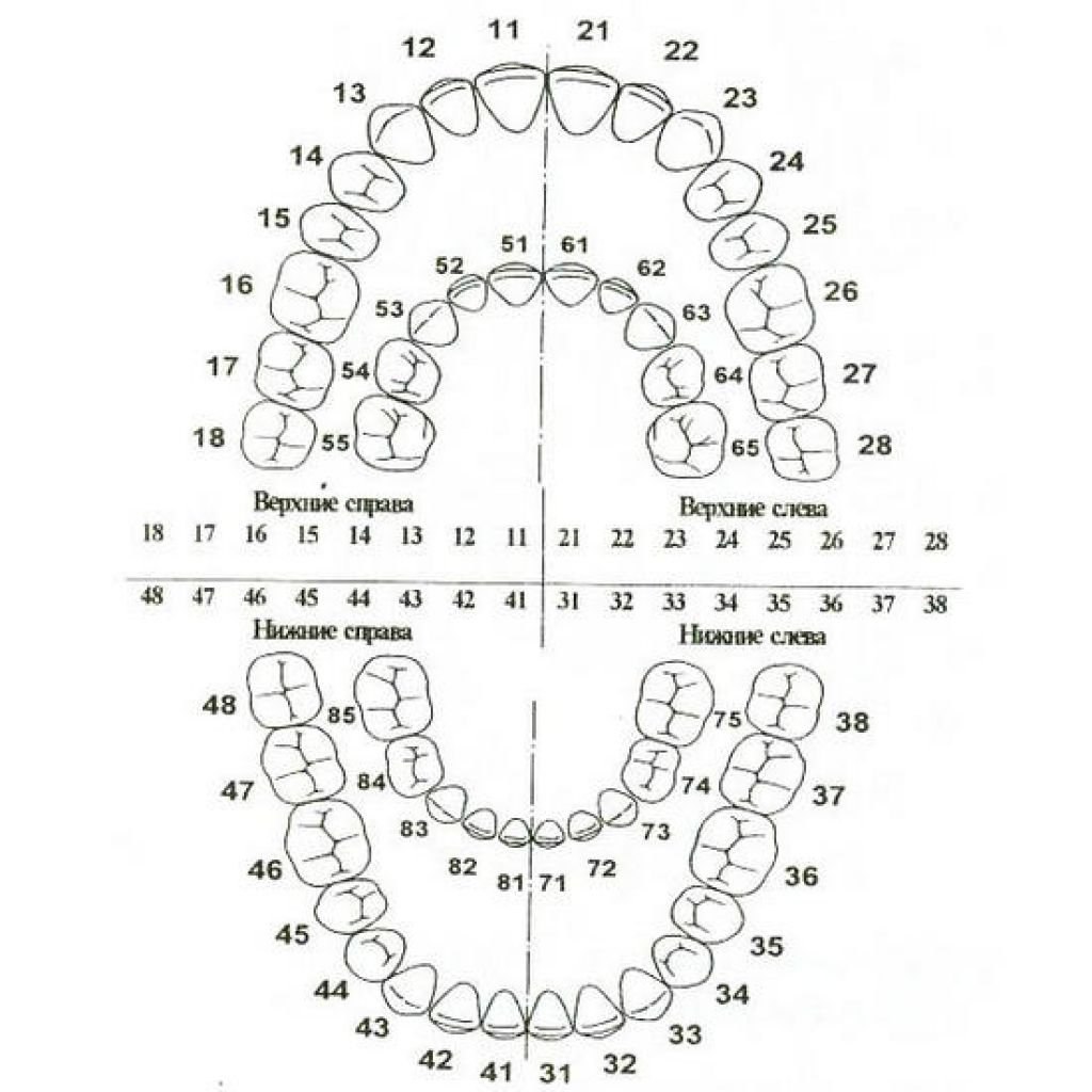 Нумерация зубов в стоматологии схема у взрослых