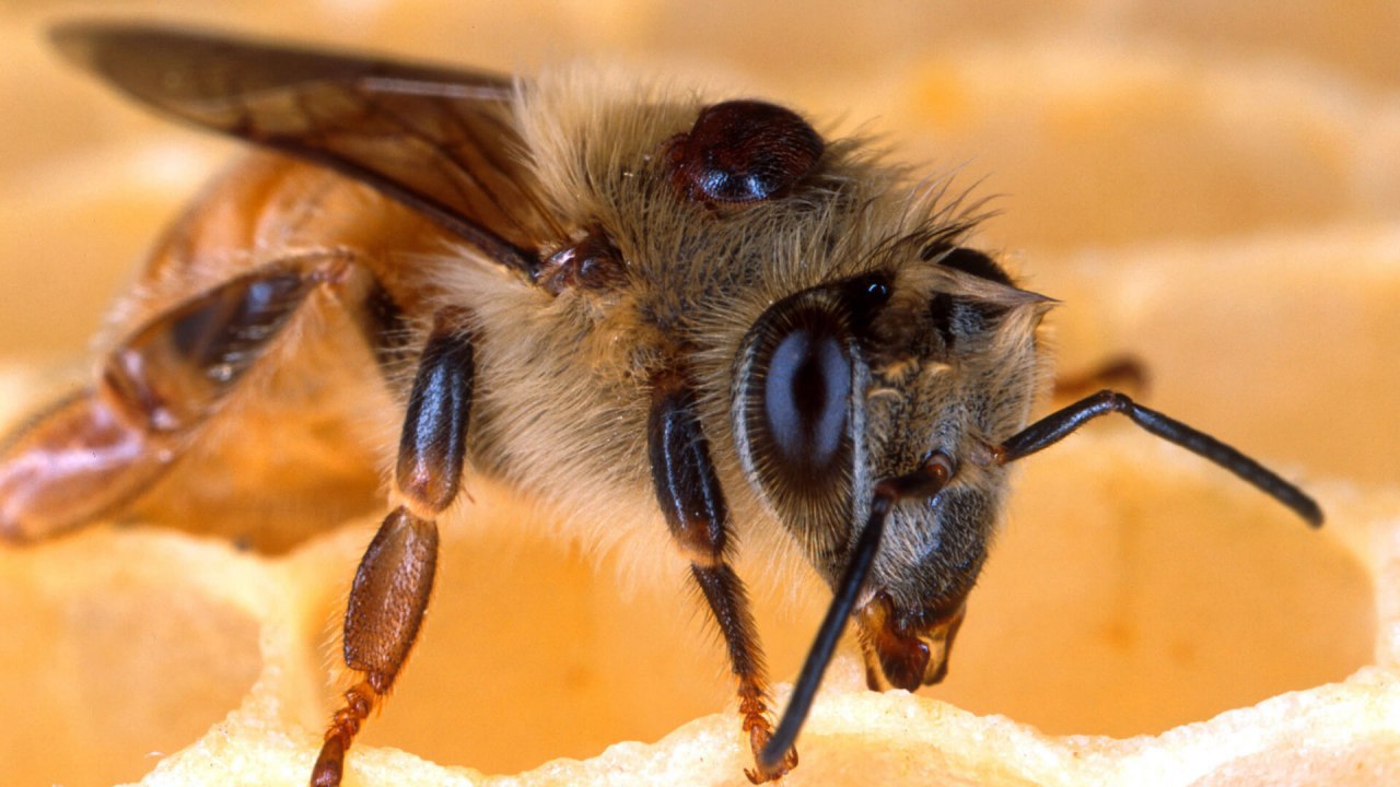 Минсельхоз не видит рисков снижения урожайности сельхозкультур из-за гибели пчел