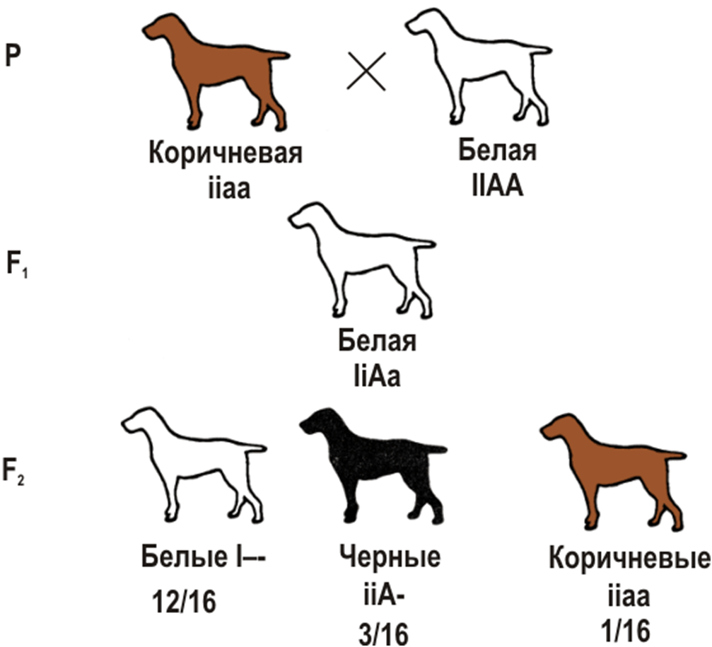 Генотип чистопородного. Наследование окраски шерсти у собак эпистаз. Схема наследования окраски шерсти у собак. Доминантный эпистаз собак. Наследование окраски шерсти у собак породы лабрадор.