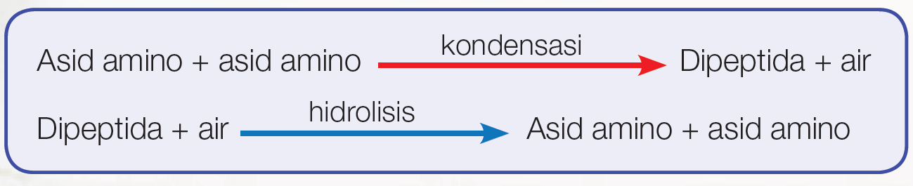 Kssm Biologi T4 4 3 Protein Telegraph