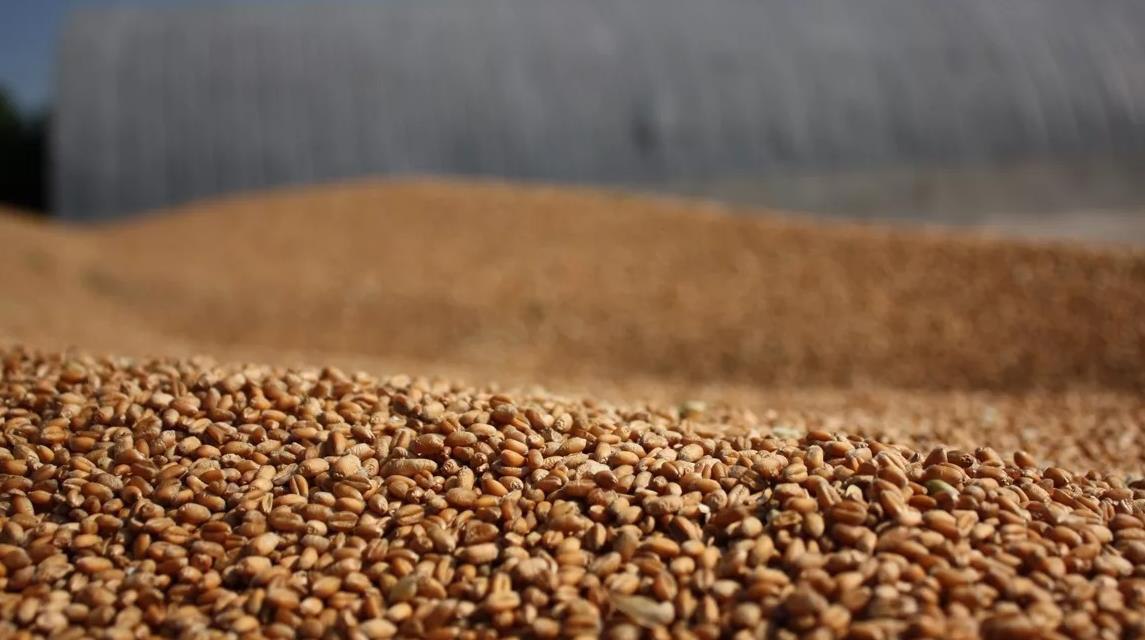 Вьетнам проверил пять российских компаний-экспортёров пшеницы