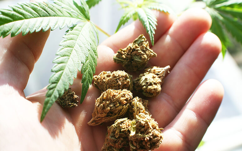 Статья по марихуане выращивание и удобрение конопли в домашних