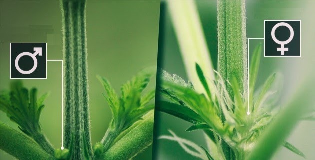 cannabis preflower