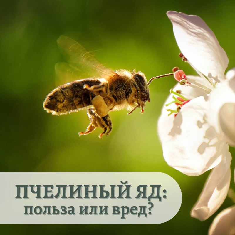 Пчелиный яд польза