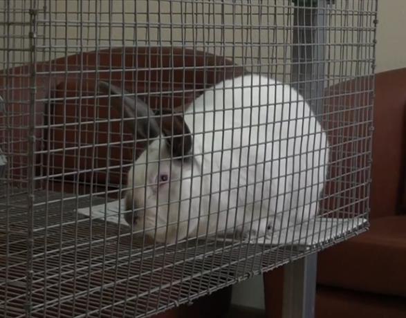В Подмосковье вывели «мясную» породу кролика на замену импортной крольчатине