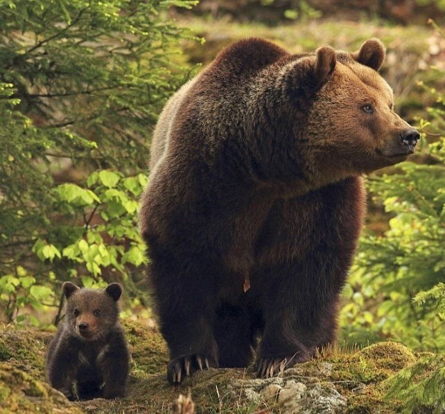 Медведица с медвежонком. – Telegraph