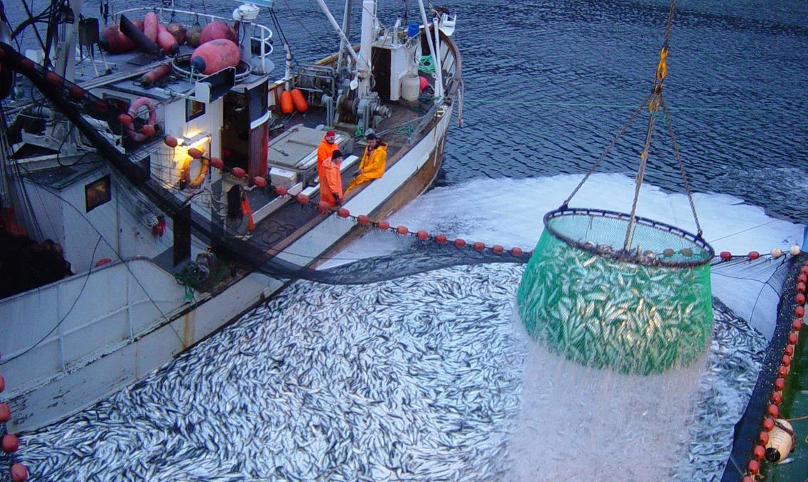 ФАС предложила ввести аукционы на право добычи рыбы в России