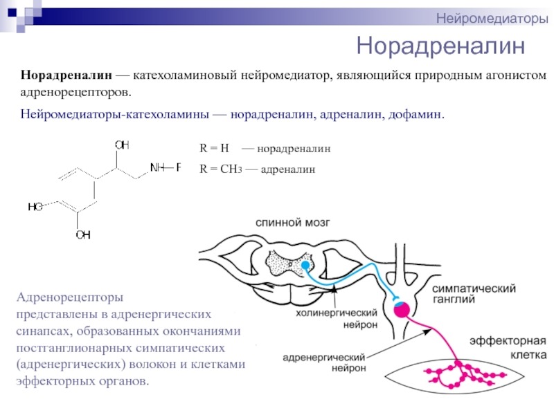 Норадреналин это. Норадреналин нейромедиатор функции. Норадреналин медиатор симпатической. Адренергические Нейроны. Адренорецепторы и норадреналин.