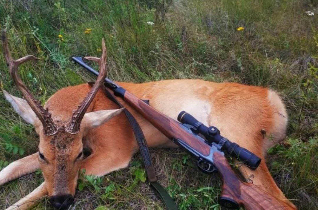 Период охоты животных. Календарь для охотников. Сроки охоты на животных. Сроки охоты. Сроки охоты на животных.