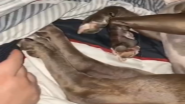 No molestar mientras duerme