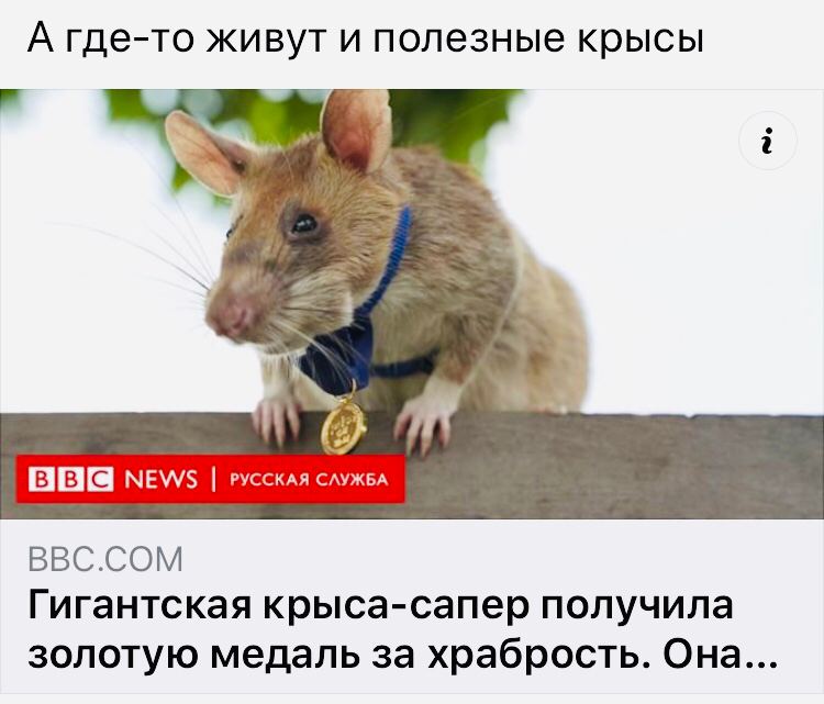 Что означает крыса по фене