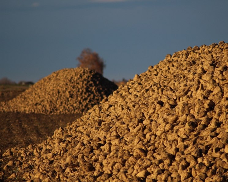 На Кубани сократили посевы сахарной свеклы из-за перепроизводства