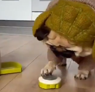 La paciencia de este pug