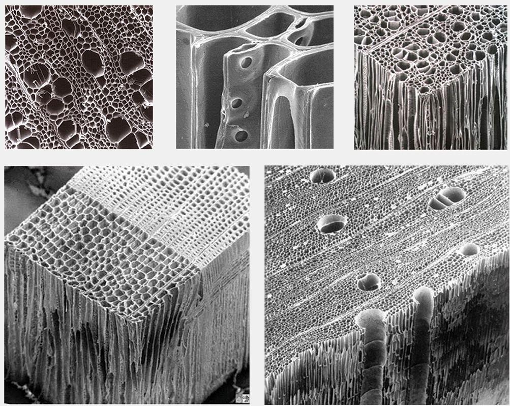 Клетки ксилемы живые. Клеточная стенка микрофотография. Ксилема микрофотография. Микроструктура древесины Целлюлоза. Ксилема микроскоп.