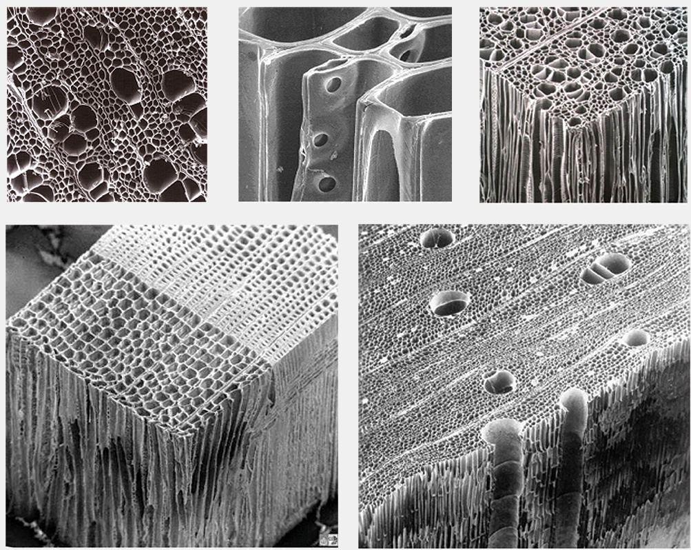 Поры дерева. Клеточная стенка микрофотография. Микроструктура древесины Целлюлоза. Лигнин микрофотография. Флоэма в микроскоп.