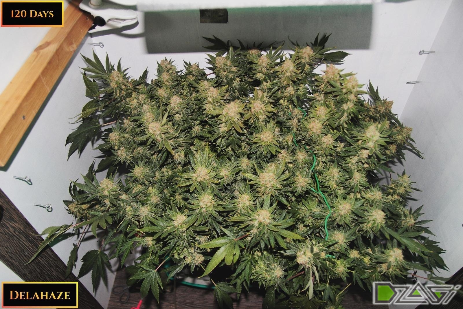 Блог Paradise Seeds: Гроурепорт. Джуманджи в шкафу. DELAHAZE SCROG —  Teletype