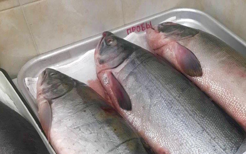 Зараженную рыбу завезли в Хабаровск