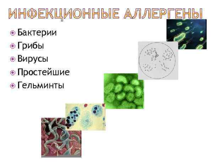 Бактерии вирусы грибы. Бактерии вирусы простейшие. Бактерии грибы простейшие. Вирусы грибы простейшие.