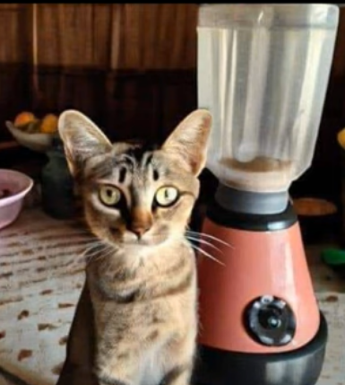 https://telegra.ph/file/917b4a07a83ccd94da158.png