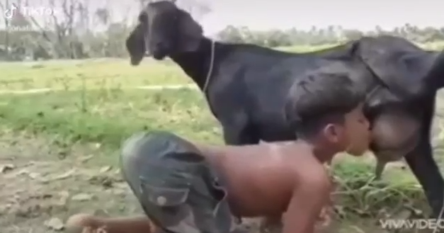Bebiendo leche de cabra sin colorantes