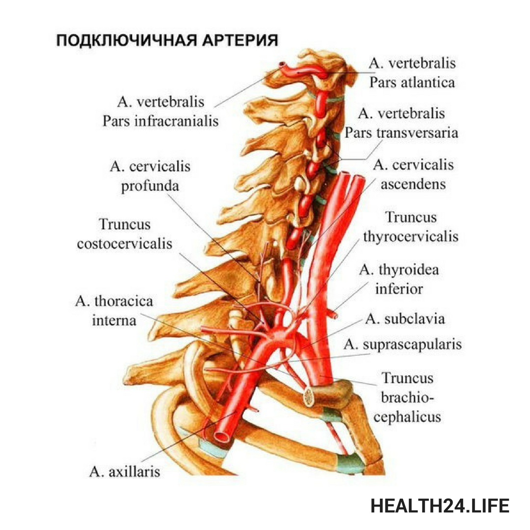 Внутренняя грудная щитошейный ствол позвоночная артерия. Подключичная артерия и ее ветви схема. Arteria vertebralis анатомия. Отделы подключичной артерии.