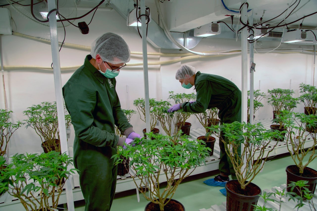 Конвенция оон за марихуану как найти семена марихуаны