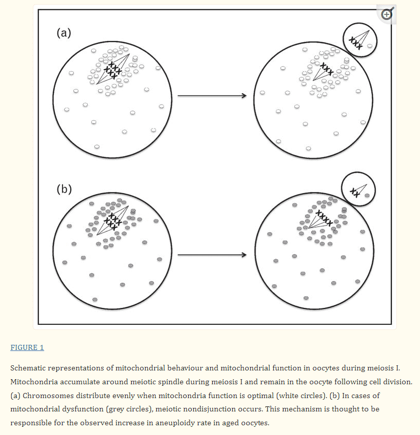 21. kromozmların ayrılmaması mikrotübül bozulması