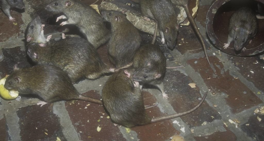 Крысы расплодились в Хабаровске