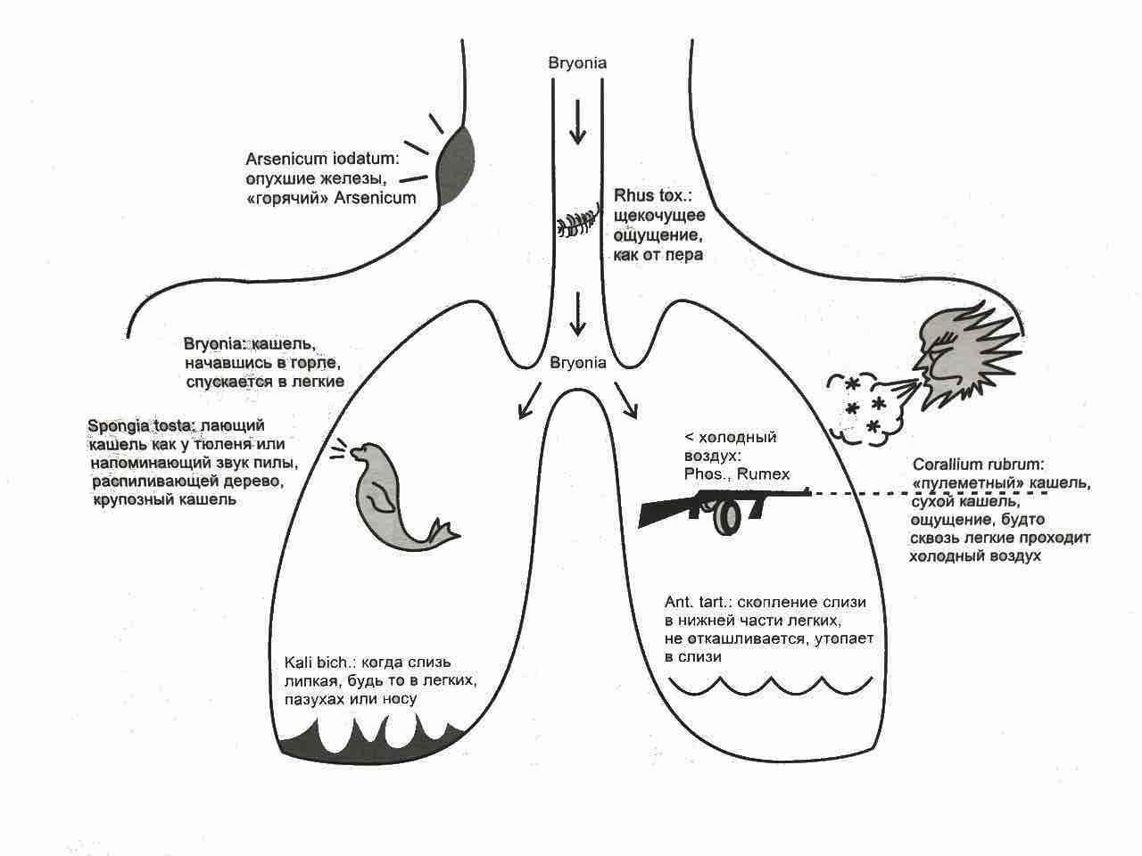 Реперторизируем кашель и простуду – Telegraph