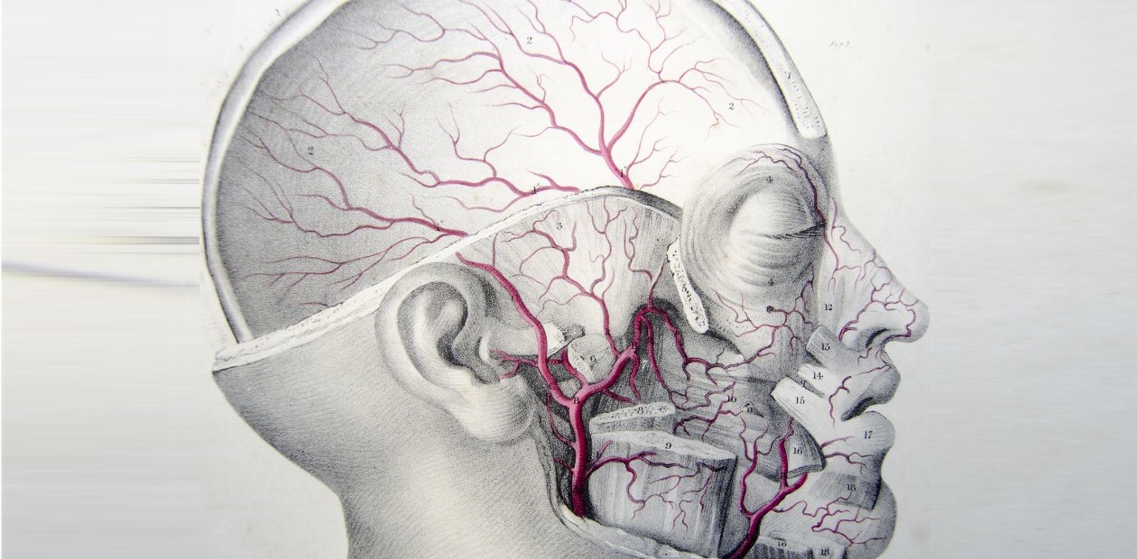 В мозге есть сосуды. Сосуды головного мозга и шеи. Сосуды головного мозга рисунок.