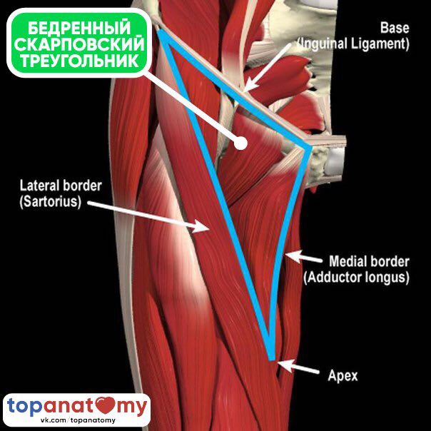Приводящий канал. Бедренный треугольник мышцы. Мышечный треугольник бедра. Лакуны бедра бедренный треугольник. Бедренная борозда бедренного треугольника.
