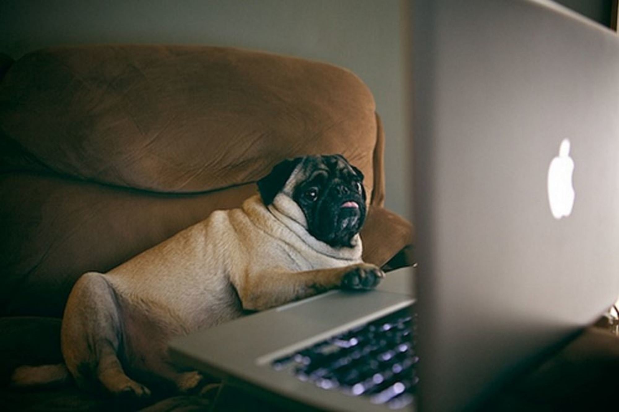 Собака с ноутбуком